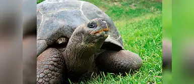 Él es Sansón, la única tortuga gigante de Galápagos en nuestro país Él es Sansón, la única tortuga gigante de Galápagos en nuestro país