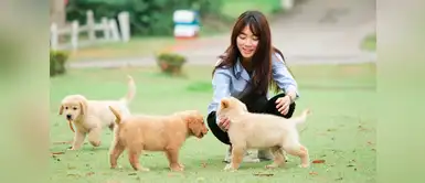 ¿Cómo socializar a tu cachorro para que tenga buen comportamiento? ¿Cómo socializar a tu cachorro para que tenga buen comportamiento?