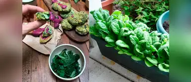 Aprende a cultivar acelgas en macetas y balcones en casa Aprende a cultivar acelgas en macetas y balcones en casa