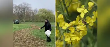 Londres tendrá su primer corredor de flores de 11 km para ayudar a las abejas Londres tendrá su primer corredor de flores de 11 km para ayudar a las abejas