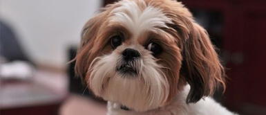 Perrita sacrificada y sepultada junto a su dueña por un deseo en vida Perrita sacrificada y sepultada junto a su dueña por un deseo en vida