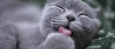 Mitos y verdades sobre la alimentación para gatos Mitos y verdades sobre la alimentación para gatos