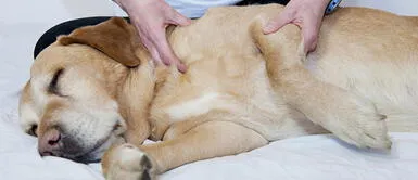 ¿Cómo darle un buen masaje relajante a tu perro? ¿Cómo darle un buen masaje relajante a tu perro?