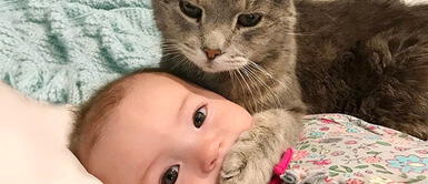 ¿Cómo evitar celos en mi gato ante la llegada de un bebé? ¿Cómo evitar celos en mi gato ante la llegada de un bebé?