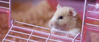 ¿No sabes qué nombre ponerle a tu hámster? Aquí una lista para ti ¿No sabes qué nombre ponerle a tu hámster? Aquí una lista para ti