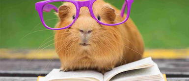 4 Razones para que tu niño tenga un cuy de mascota 4 Razones para que tu niño tenga un cuy de mascota