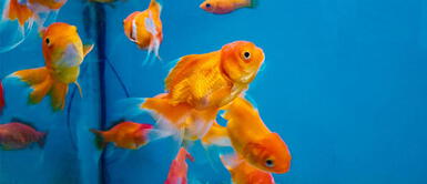 ¿Cómo tener la pecera ideal para tus peces? Aprende 8 pasos fáciles ¿Cómo tener la pecera ideal para tus peces? Aprende 8 pasos fáciles