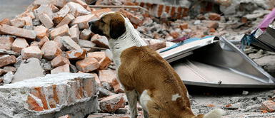 ¿Cómo afronto un sismo si tengo mascotas? Aquí te enseñamos ¿Cómo afronto un sismo si tengo mascotas? Aquí te enseñamos