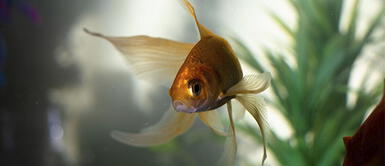 Nombres curiosos y únicos para animales acuáticos Nombres curiosos y únicos para animales acuáticos