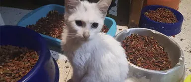 ¿Quieres adoptar una nueva mascota para tu hogar? Aquí te ayudamos ¿Quieres adoptar una nueva mascota para tu hogar? Aquí te ayudamos