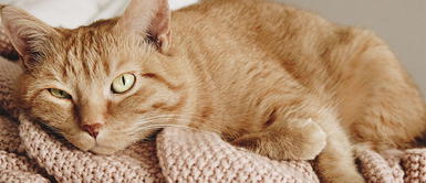 Atenta a las 4 causas de infección urinaria en gatos, ¡peligro mortal! Atenta a las 4 causas de infección urinaria en gatos, ¡peligro mortal!