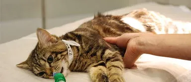 ¿Cómo evitar el cáncer de testículos en mi gato? Conoce los detalles ¿Cómo evitar el cáncer de testículos en mi gato? Conoce los detalles