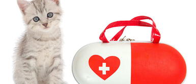 ¿Cómo levantar a un gatito herido? Primeros auxilios para mininos ¿Cómo levantar a un gatito herido? Primeros auxilios para mininos