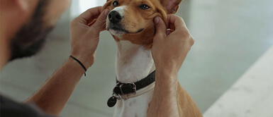 Existen 5 Razas de perros menos obedientes, aunque no lo creas Existen 5 Razas de perros menos obedientes, aunque no lo creas