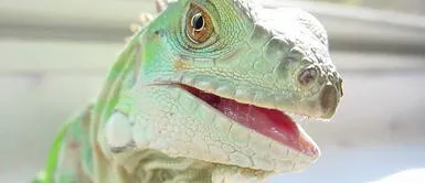 Lindos y originales nombres para iguanas domésticas Lindos y originales nombres para iguanas domésticas