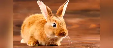 ¿Qué significa soñar con conejos? Descúbrelo aquí ¿Qué significa soñar con conejos? Descúbrelo aquí