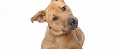 ¿Tu perro mueve la cabeza cuando le hablas? Te lo explicamos ¿Tu perro mueve la cabeza cuando le hablas? Te lo explicamos