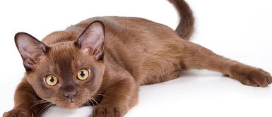 Conoce las 7 razas de gatos finos más lindos del planeta Conoce las 7 razas de gatos finos más lindos del planeta