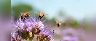¡Jardín salvador! 6 plantas para darle un hogar y vida a las abejas ¡Jardín salvador! 6 plantas para darle un hogar y vida a las abejas