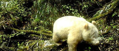 Avistan por primera vez un oso panda albino en montañas de China Avistan por primera vez un oso panda albino en montañas de China