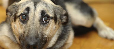 ¿Conoces las causas del prolapso rectal en perros? Te contamos ¿Conoces las causas del prolapso rectal en perros? Te contamos