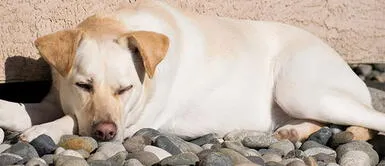 5 Motivos que explican porque tu perro come piedras 5 Motivos que explican porque tu perro come piedras