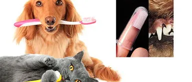 4 Consejos para cuidar los dientes de tus perros y gatos 4 Consejos para cuidar los dientes de tus perros y gatos