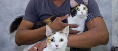 ¿Cómo proteger a tu gato durante un terremoto? ¿Cómo proteger a tu gato durante un terremoto?