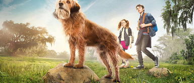 Las 5 películas de mascotas que puedes ver en Netflix Las 5 películas de mascotas que puedes ver en Netflix