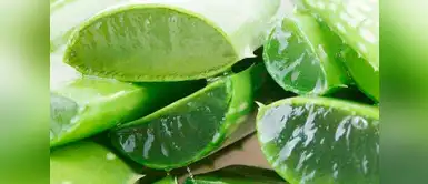 Conoce todos los beneficios de la sábila en el mundo de la belleza Conoce todos los beneficios de la sábila en el mundo de la belleza