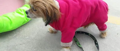 La tela polar como abrigo ideal para los perros La tela polar como abrigo ideal para los perros