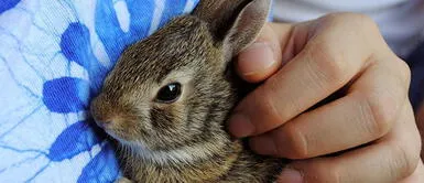 5 Pasos para limpiar correctamente las orejas del conejo 5 Pasos para limpiar correctamente las orejas del conejo