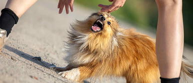 5 Conductas inaceptables de perros que no deberíamos permitir 5 Conductas inaceptables de perros que no deberíamos permitir