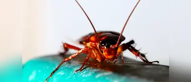 Descubre qué significado tiene soñar con cucarachas Descubre qué significado tiene soñar con cucarachas