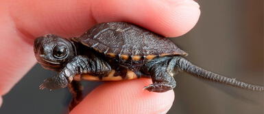 Los nombres más exóticos y bonitos para tortugas domésticas Los nombres más exóticos y bonitos para tortugas domésticas