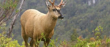 Avistamiento de ciervos andinos en peligro de extinción en Chile Avistamiento de ciervos andinos en peligro de extinción en Chile