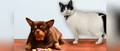 La importancia de conservar a las mascotas saludables La importancia de conservar a las mascotas saludables