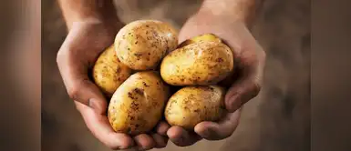 ¿Cuánta cantidad de papa comer al día y no malograr la dieta? ¿Cuánta cantidad de papa comer al día y no malograr la dieta?