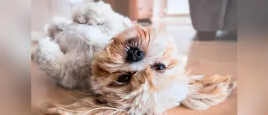 6 posiciones de dormir y su significado en el estado de ánimo de los perros 6 posiciones de dormir y su significado en el estado de ánimo de los perros