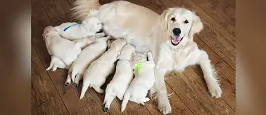 La importancia del calostro en los cachorros La importancia del calostro en los cachorros