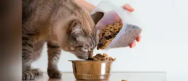 ¿Cómo cambiar adecuadamente la comida de tu gato? ¿Cómo cambiar adecuadamente la comida de tu gato?