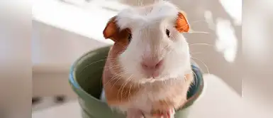 ¿Por qué motivos la cobaya pierde el apetito? ¿Por qué motivos la cobaya pierde el apetito?