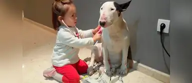 5 Razas de perros que creen que son peligrosos para los niños, pero no lo son 5 Razas de perros que creen que son peligrosos para los niños, pero no lo son