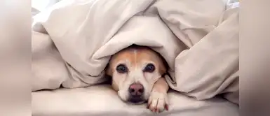 ¿Cómo saber si tu perro tiene mucho frío? Aquí te lo contamos ¿Cómo saber si tu perro tiene mucho frío? Aquí te lo contamos