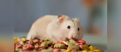 6 Alimentos tóxicos que no deben comer los hámsters 6 Alimentos tóxicos que no deben comer los hámsters