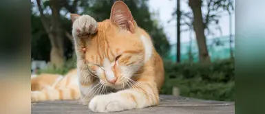 ¿Qué es y cómo curar la conjuntivitis de mi gato? ¿Qué es y cómo curar la conjuntivitis de mi gato?