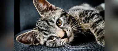 ¿Cómo saber la edad de un gato? Te enseñamos ¿Cómo saber la edad de un gato? Te enseñamos