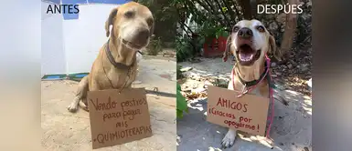 Perrito vendía postres para pagarse su quimioterapia, ¡Conoce su historia! Perrito vendía postres para pagarse su quimioterapia, ¡Conoce su historia!