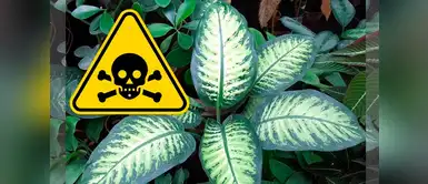 Plantas que no deberíamos de tener en casa porque atraen la mala vibra Plantas que no deberíamos de tener en casa porque atraen la mala vibra