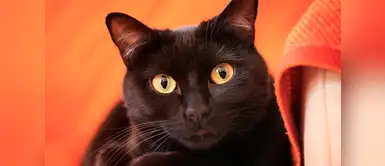 Nombres bellos y auténticos para gatos con pelaje negro Nombres bellos y auténticos para gatos con pelaje negro
